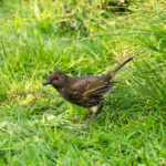 Tristan Thrush (image by Nick Lessof)