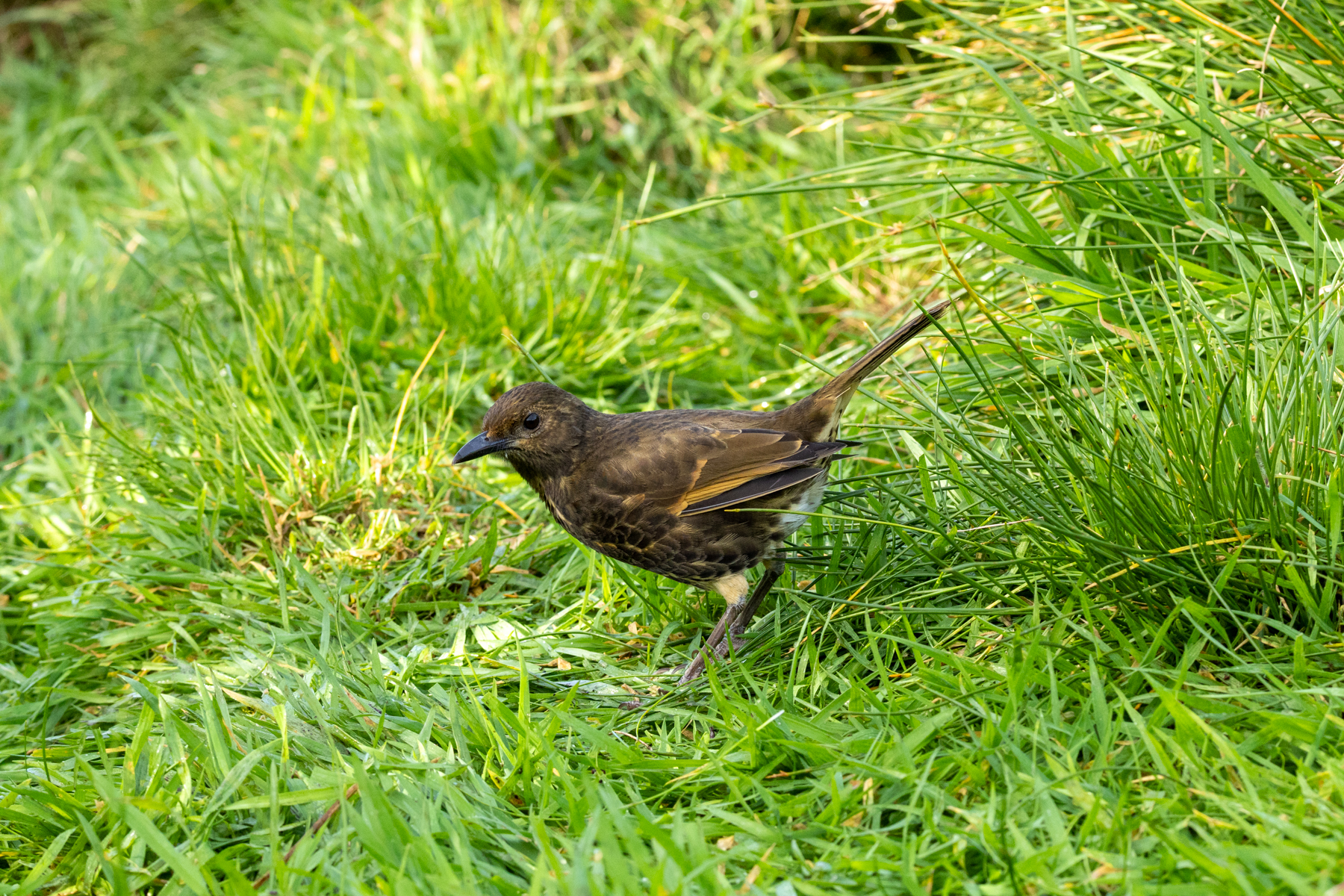 Tristan Thrush (image by Nick Lessof)