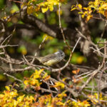 Tufted Tit-Tyrant (image by Nick Lessof)