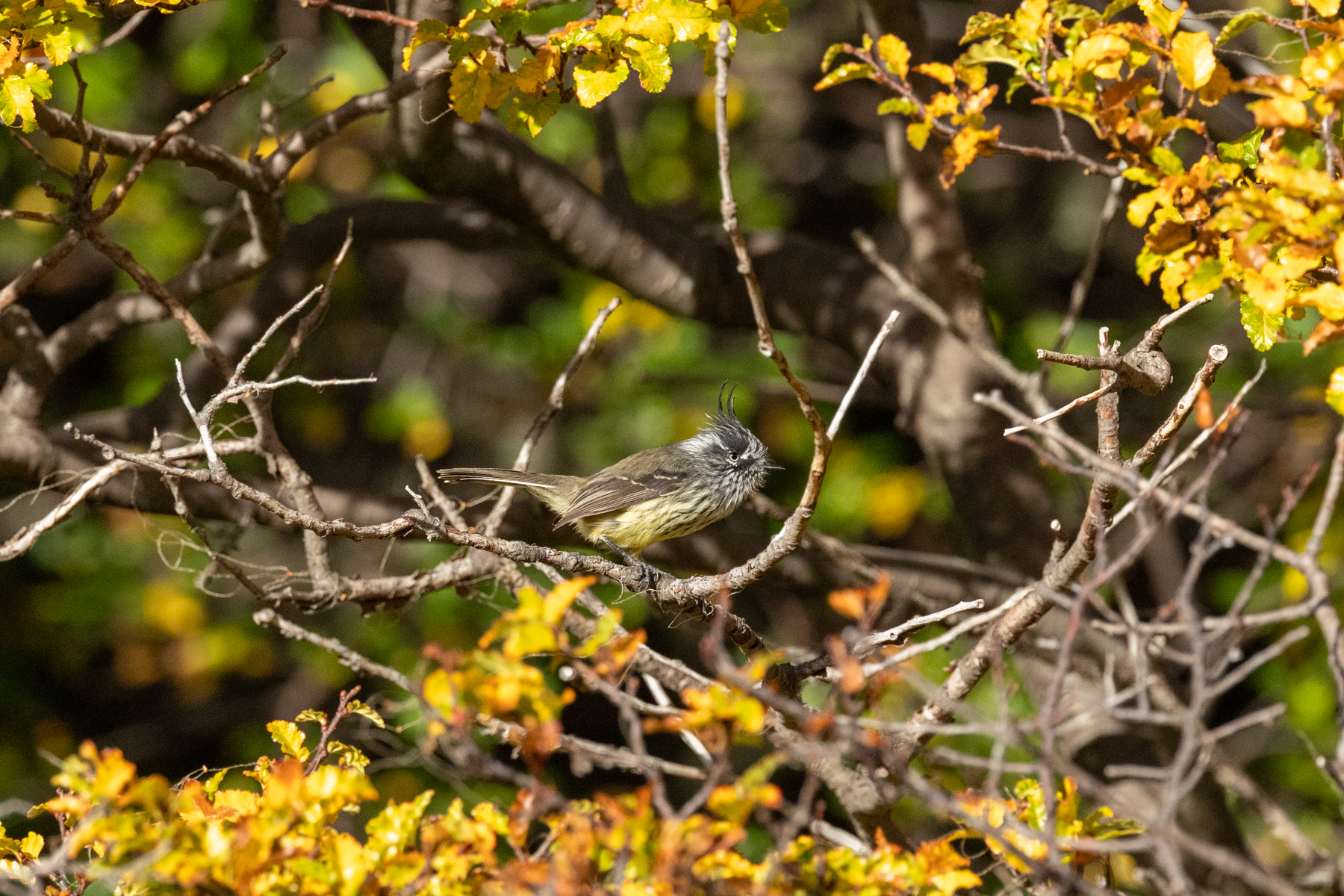 Tufted Tit-Tyrant (image by Nick Lessof)