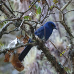 Unicolored Jay (image by Leo Garrigues)