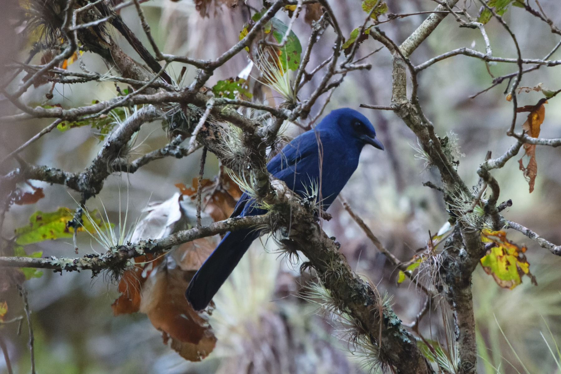 Unicolored Jay (image by Leo Garrigues)