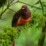 Ward's Trogon (image by Dave Farrow)