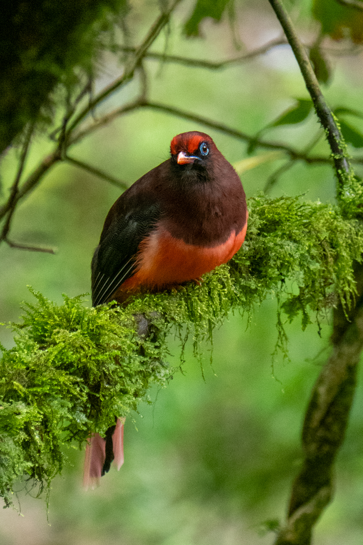 Ward's Trogon (image by Dave Farrow)