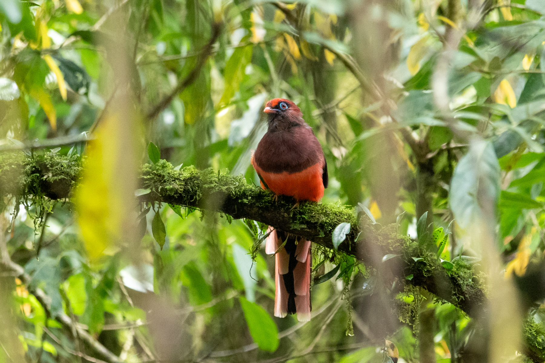 Ward's Trogon (image by Dave Farrow)