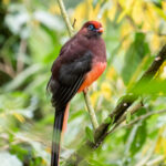 Ward's Trogon (image by Dave Farrow)