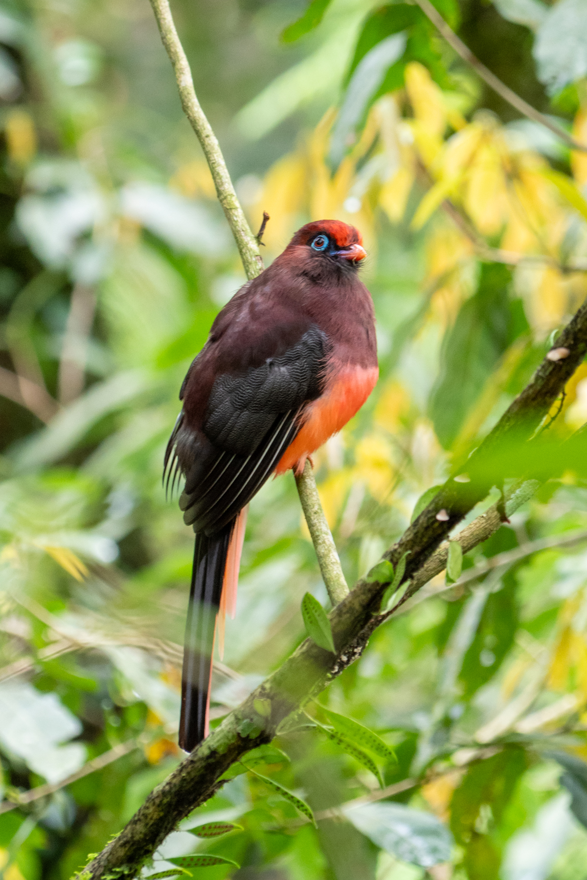 Ward's Trogon (image by Dave Farrow)