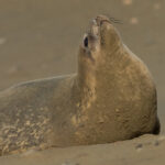 Weddell Seal (image by Mark Van Beirs)
