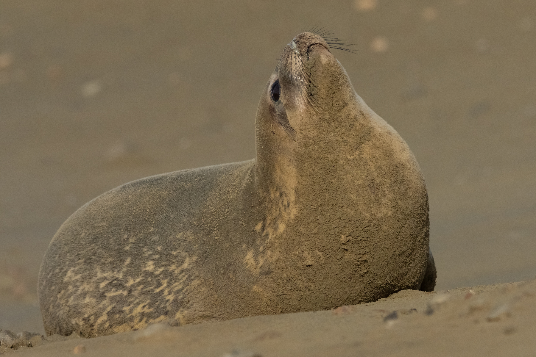 Weddell Seal (image by Mark Van Beirs)