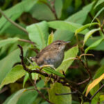 West Himalayan Bush Warbler (image by Dave Farrow)
