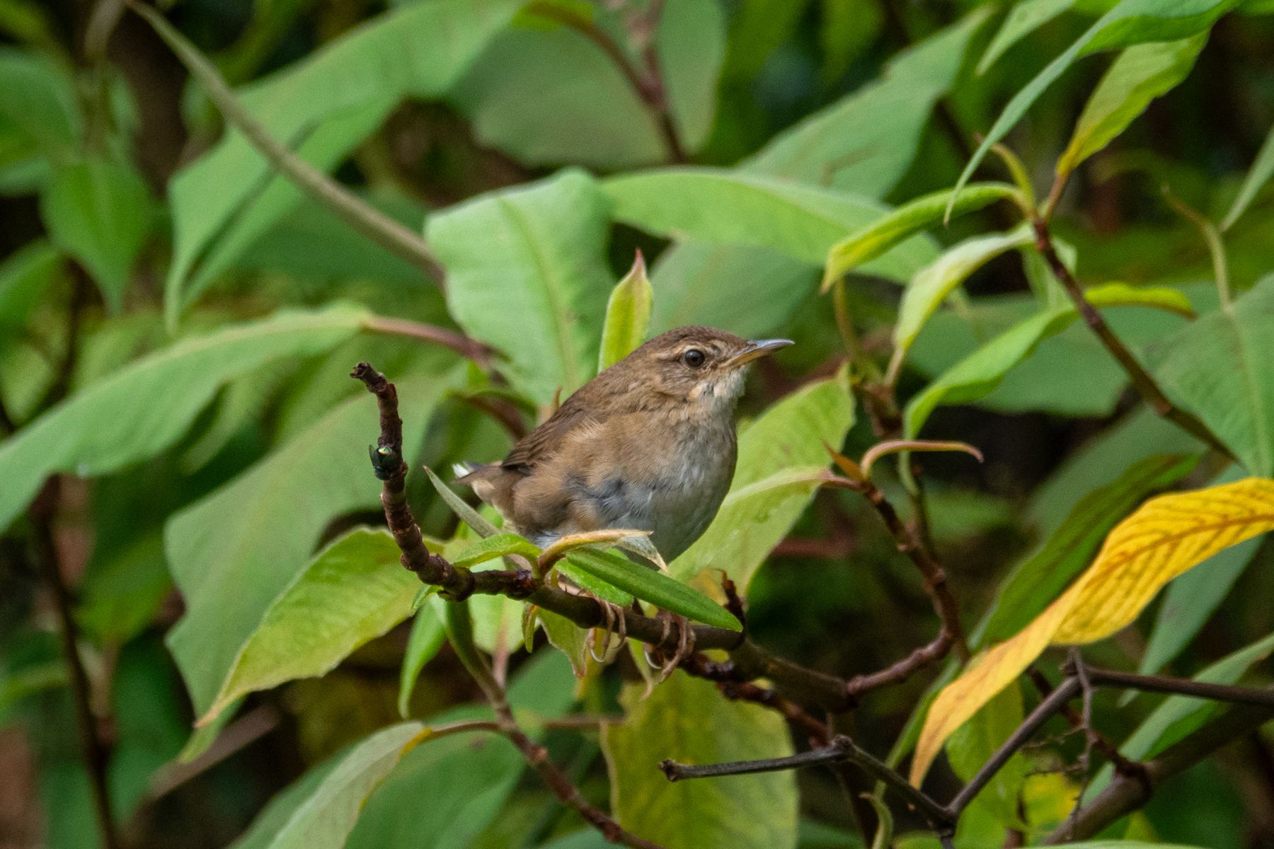West Himalayan Bush Warbler (image by Dave Farrow)