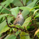 West Himalayan Bush Warbler (image by Dave Farrow)