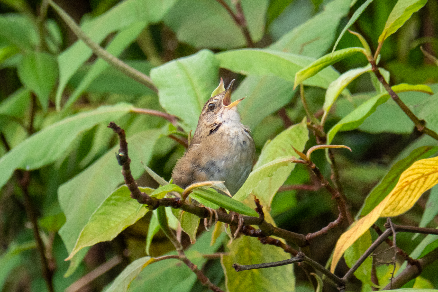 West Himalayan Bush Warbler (image by Dave Farrow)