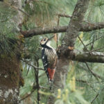 White-backed Woodpecker (image by Vincent van der Spek)