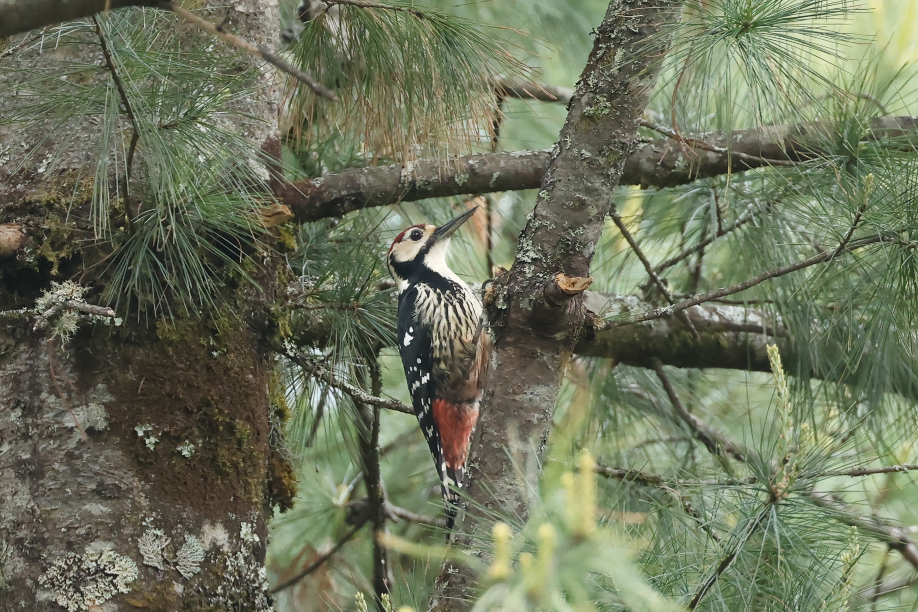 White-backed Woodpecker (image by Vincent van der Spek)