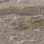 White-bellied Seedsnipe (image by Nick Lessof)