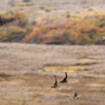 White-bellied Seedsnipes (image by Nick Lessof)