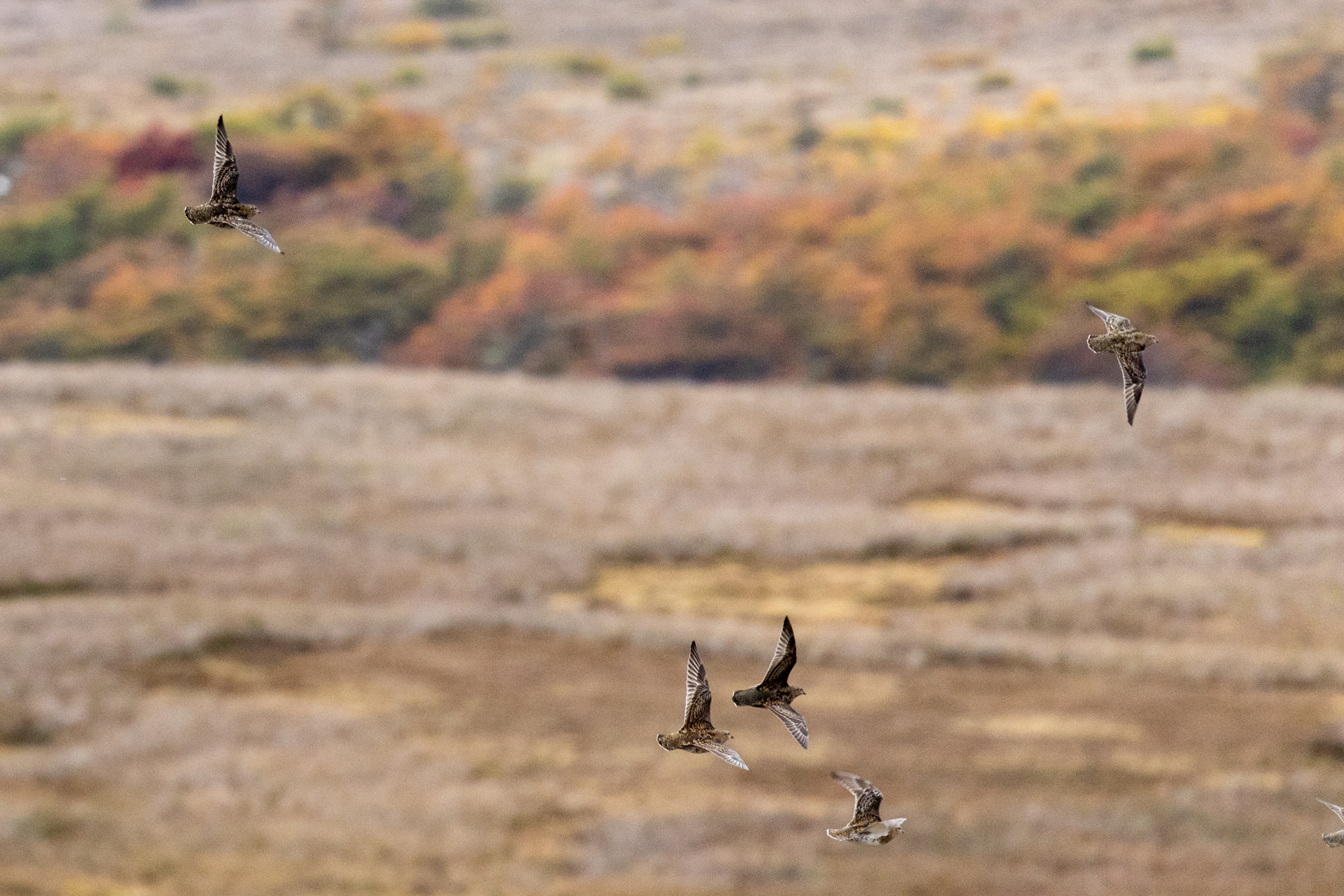 White-bellied Seedsnipes (image by Nick Lessof)