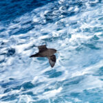 White-chinned Petrel (image by Mark Van Beirs)