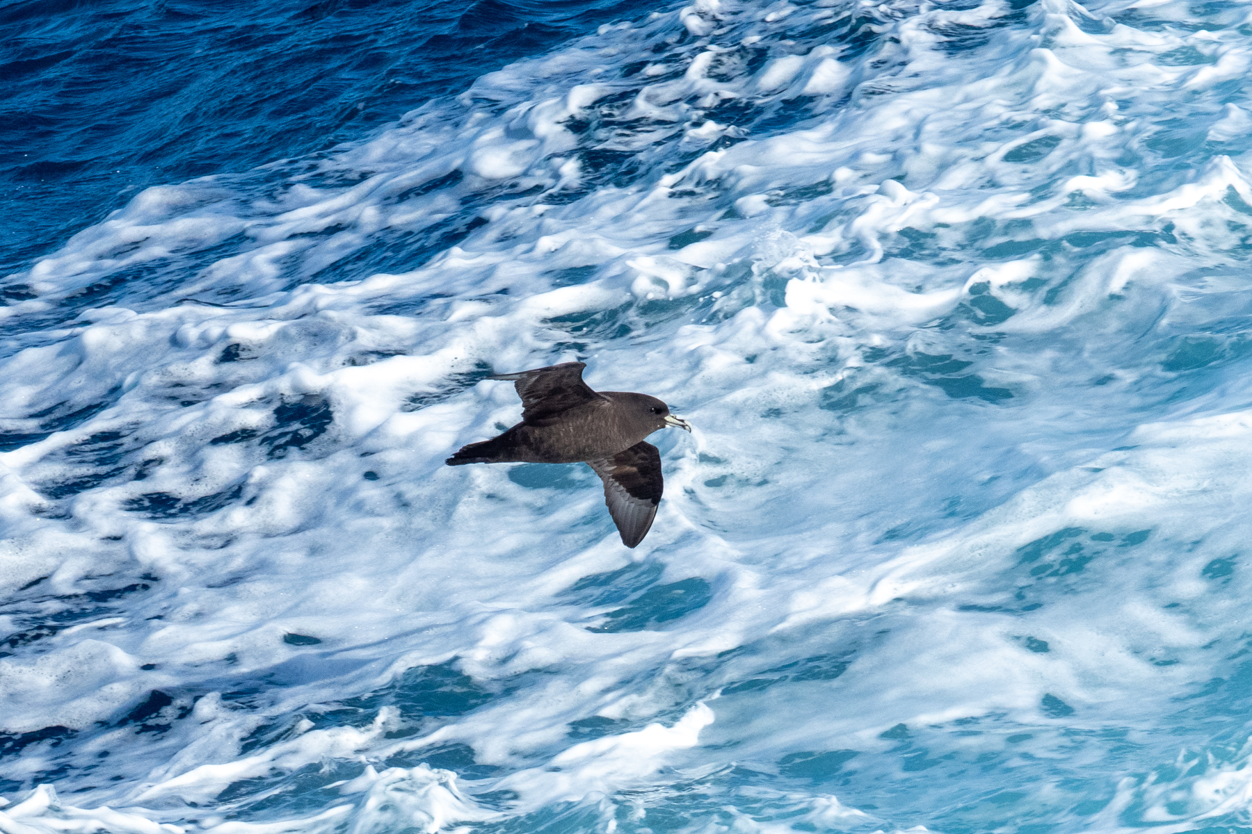 White-chinned Petrel (image by Mark Van Beirs)