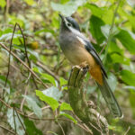 White-eared Sibia (image by Vincent van der Spek)