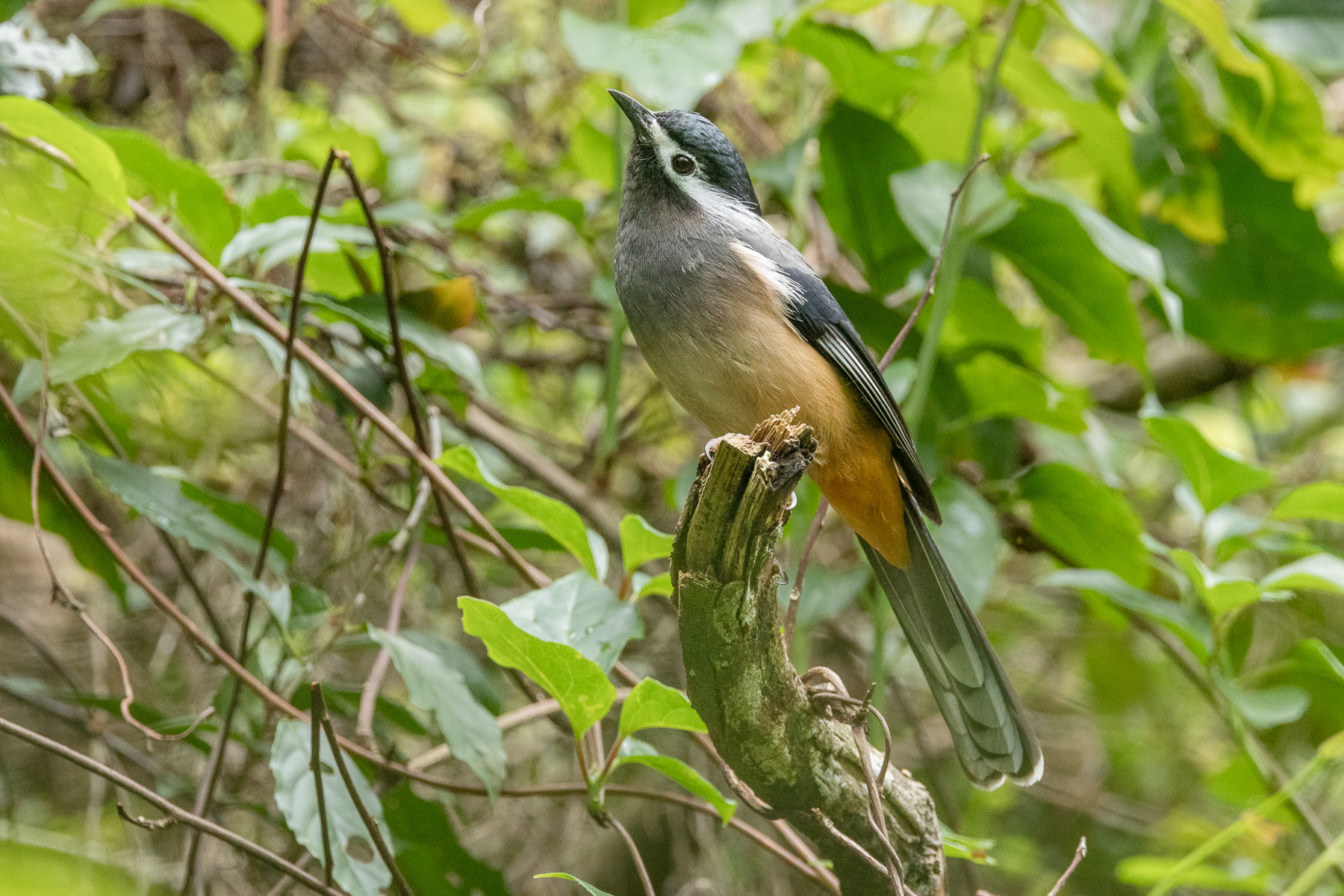 White-eared Sibia (image by Vincent van der Spek)