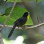White-naped Brushfinch (image by Leo Garrigues)