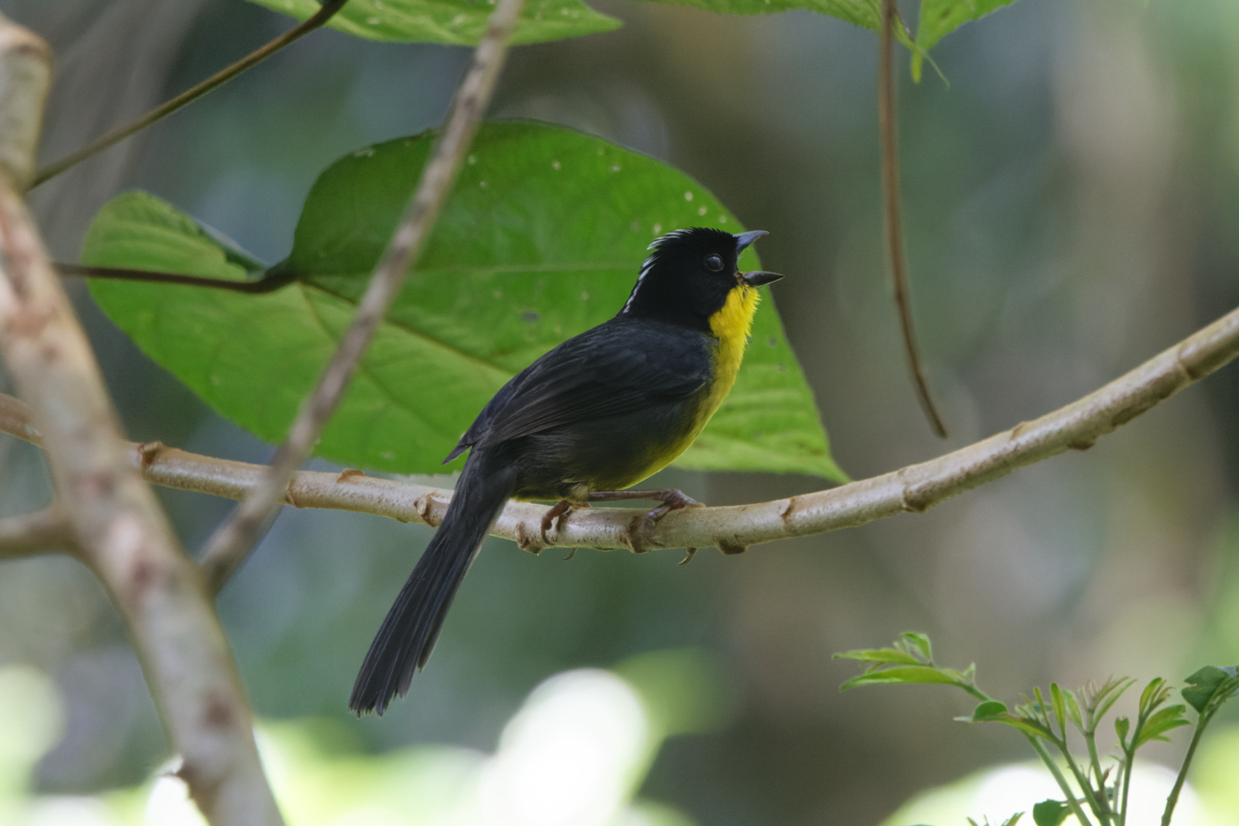 White-naped Brushfinch (image by Leo Garrigues)