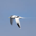 White-tailed Tropicbird (image by John Young)