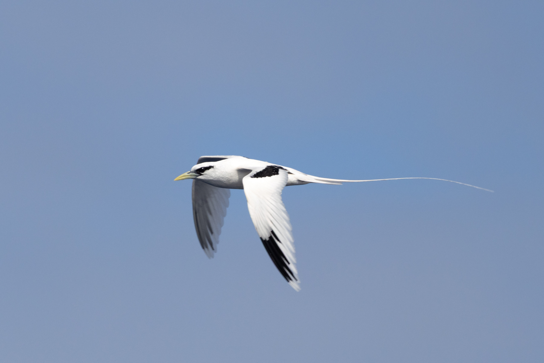 White-tailed Tropicbird (image by John Young)