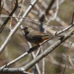 White-thoated Towhee (image by Leo Garrigues)