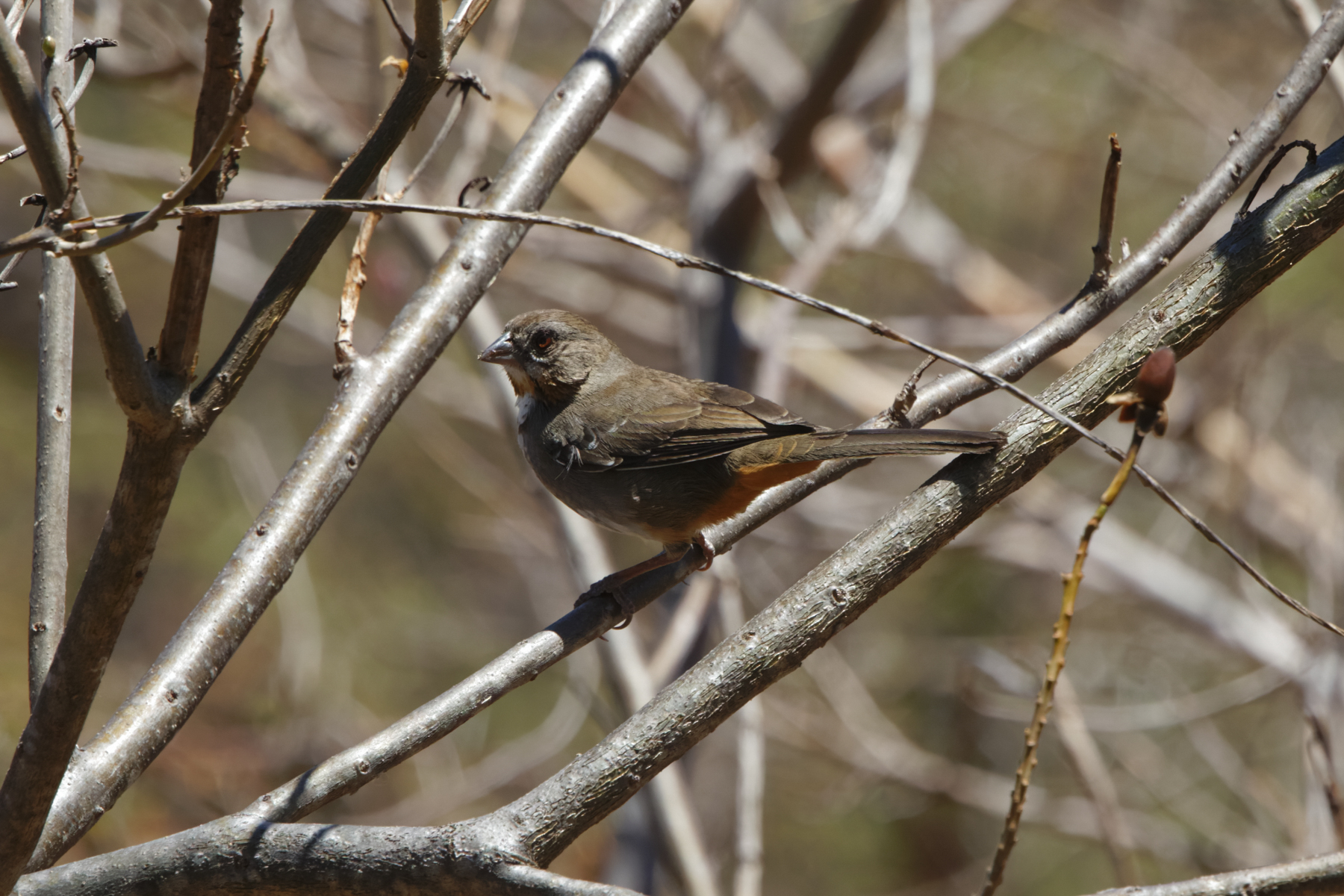 White-thoated Towhee (image by Leo Garrigues)