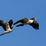 White-throated Caracaras (image by Nick Lessof)
