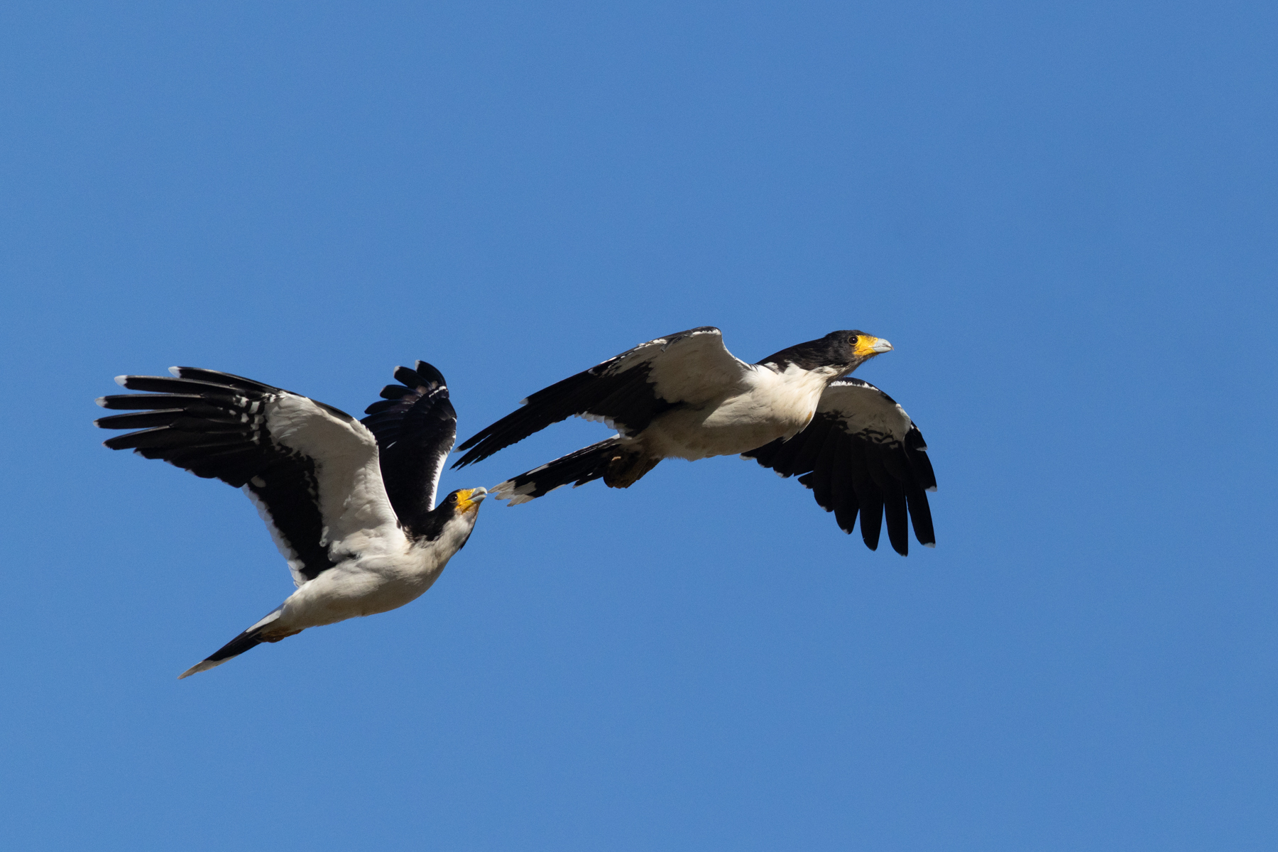White-throated Caracaras (image by Nick Lessof)