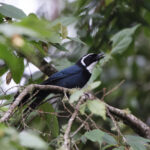 White-throated Jay (image by Leo Garrigues)
