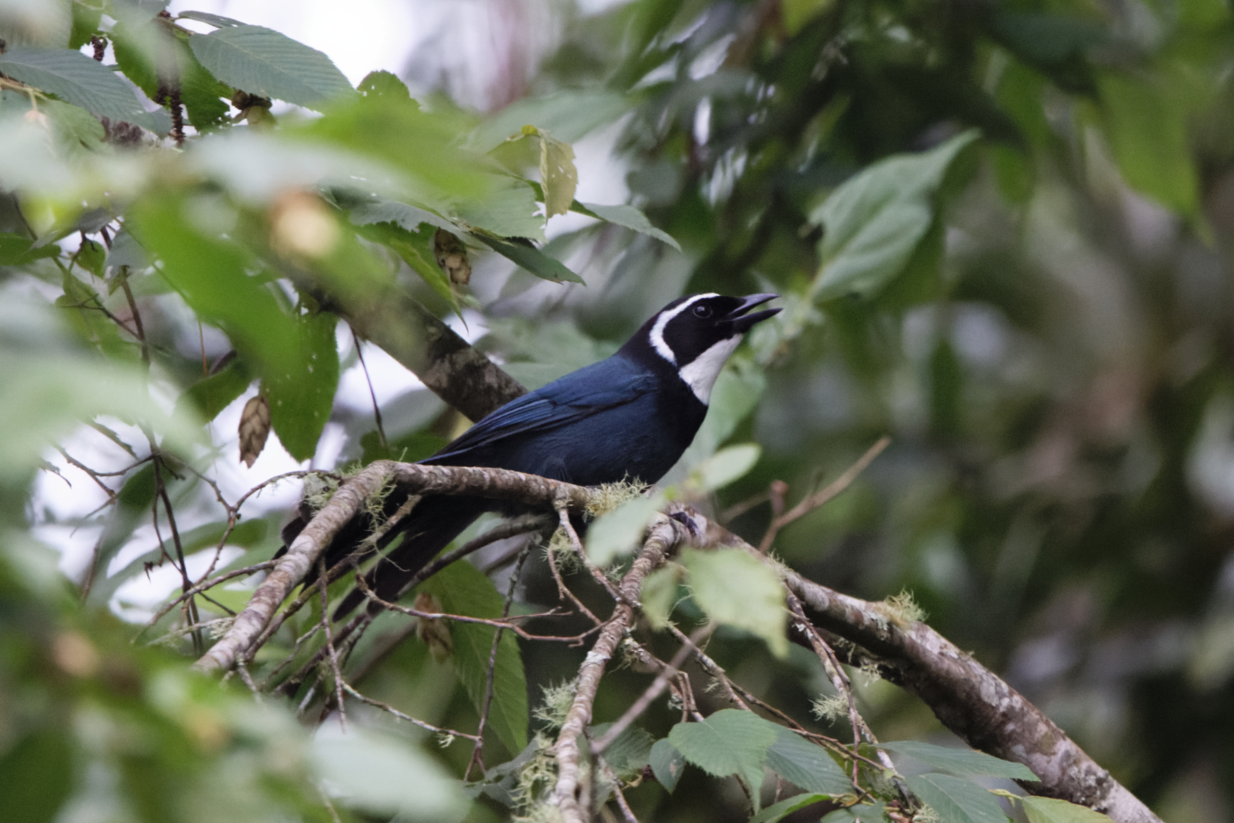 White-throated Jay (image by Leo Garrigues)