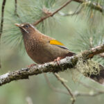 White-whiskered Laughingthrush (image by Vincent van der Spek)
