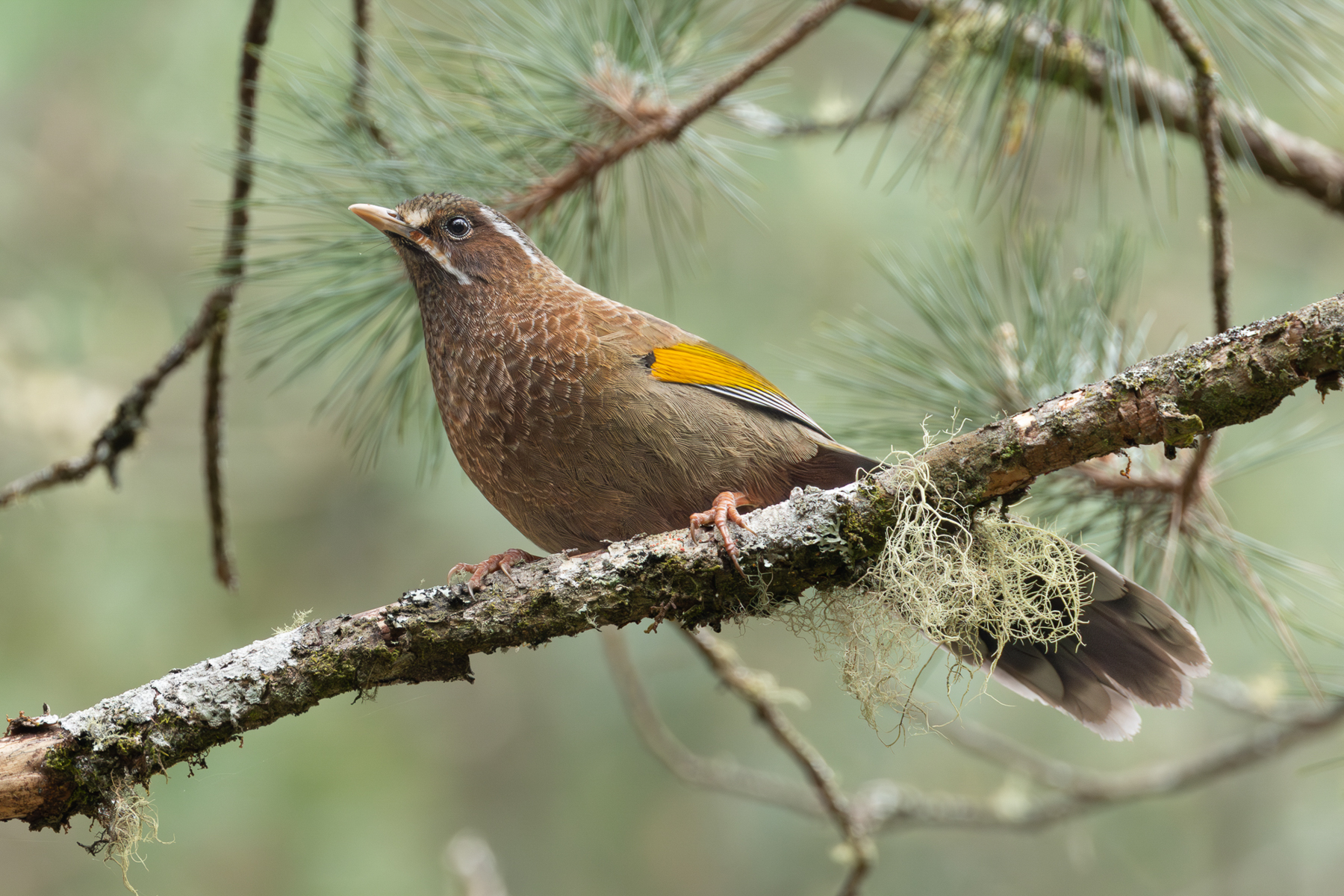 White-whiskered Laughingthrush (image by Vincent van der Spek)