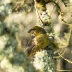 Wilkins's Finch (image by Nick Lessof)