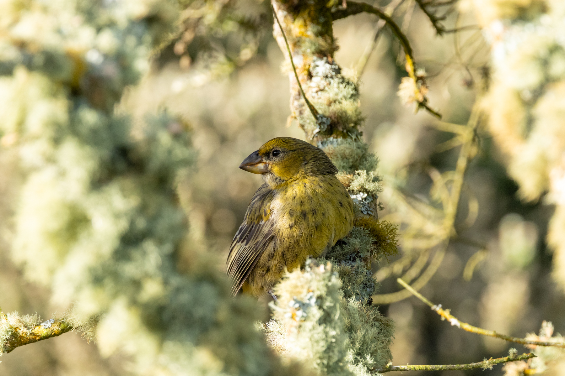 Wilkins's Finch (image by Nick Lessof)