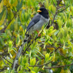 Yellow-billed Blue Magpie (image by Dave Farrow)