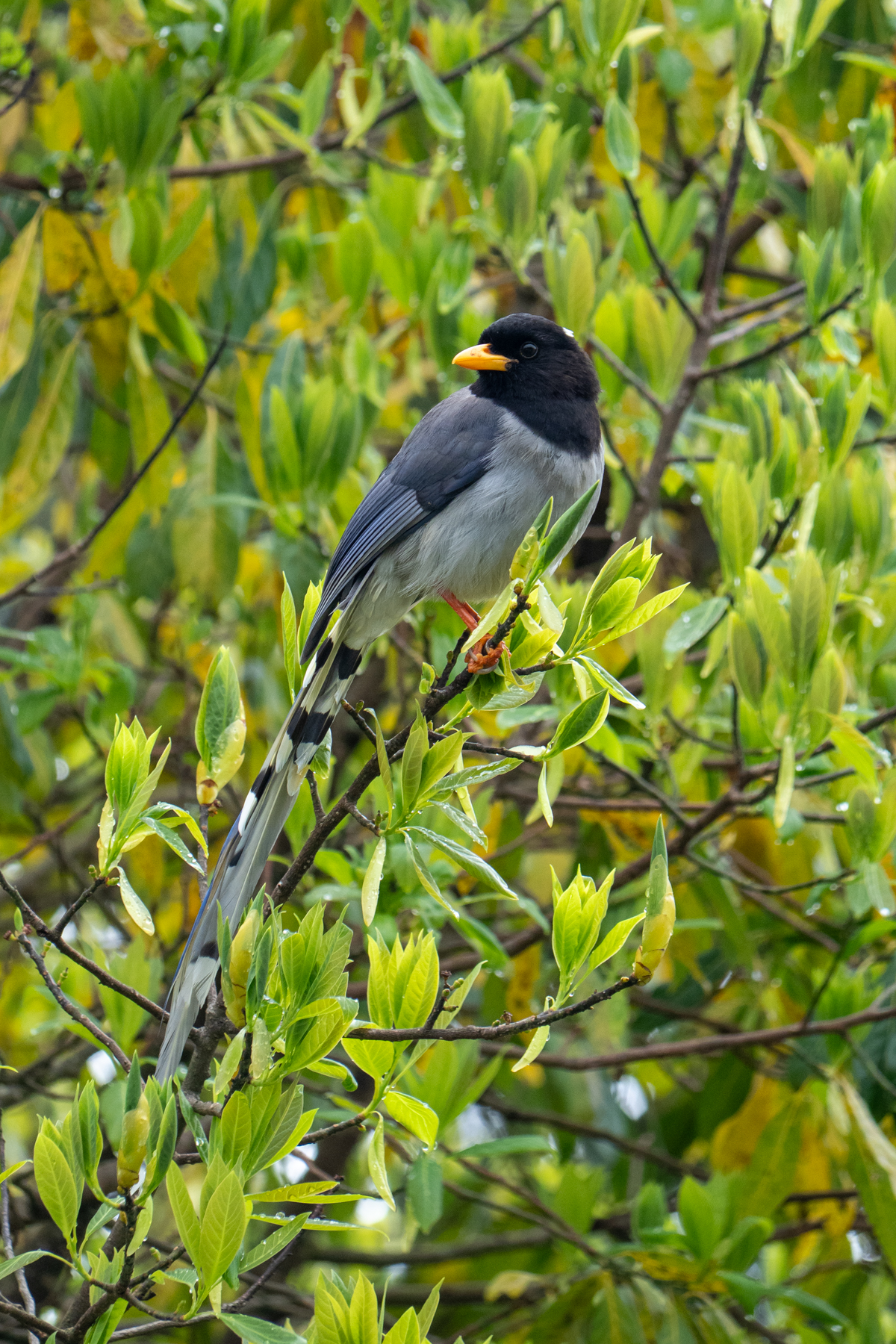Yellow-billed Blue Magpie (image by Dave Farrow)