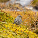 Yellow-bridled Finch (image by Nick Lessof)
