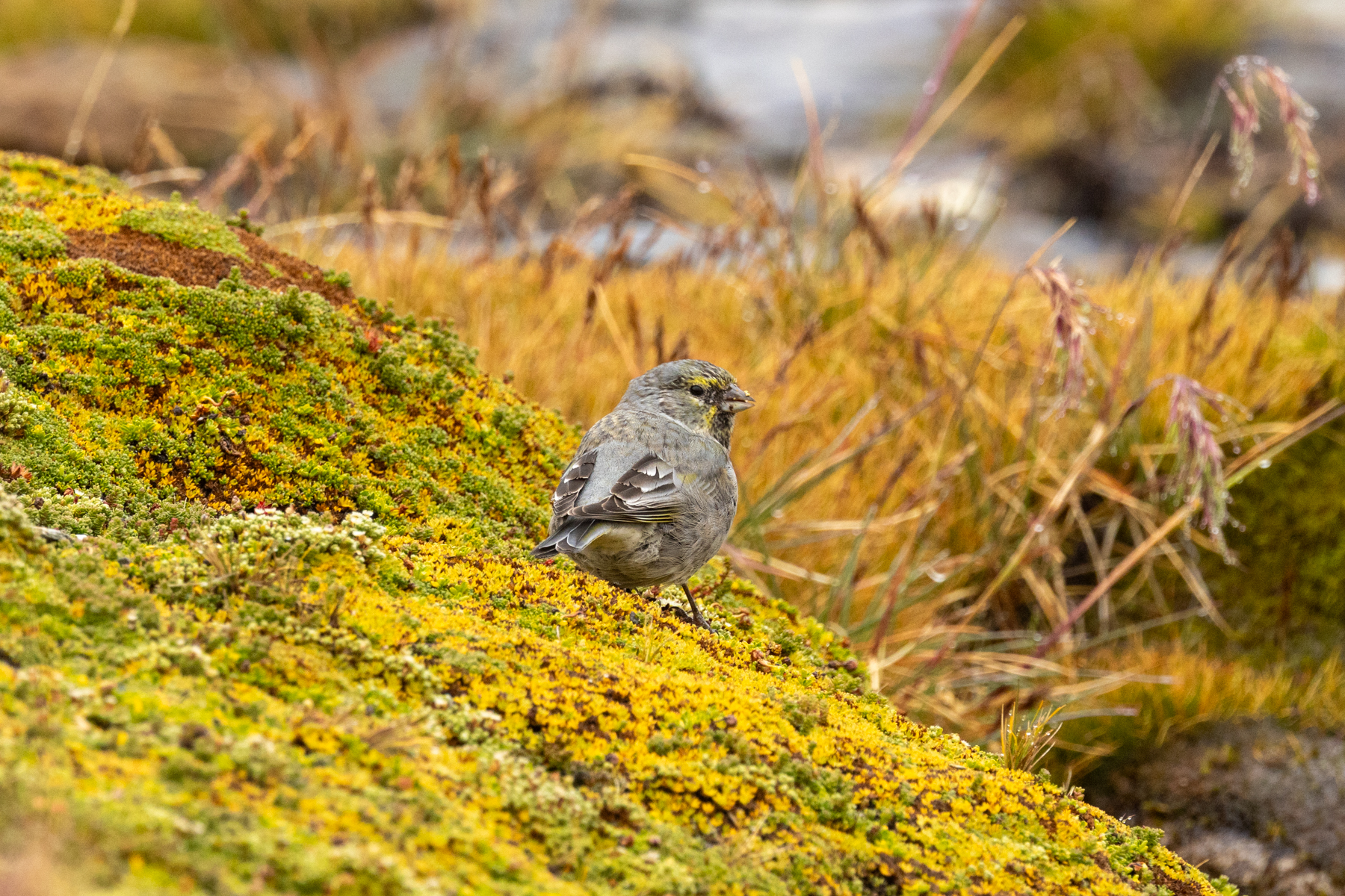 Yellow-bridled Finch (image by Nick Lessof)