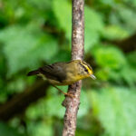 Yellow-throated Fulvetta (image by Dave Farrow)