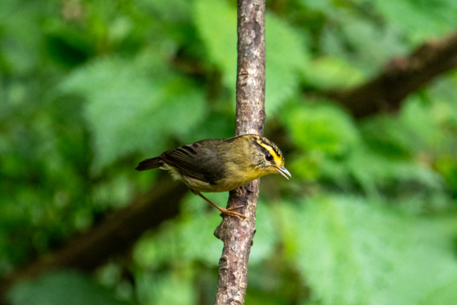 Yellow-throated Fulvetta (image by Dave Farrow)
