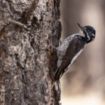 American Three-toed-Woodpecker (image by Mike Watson)