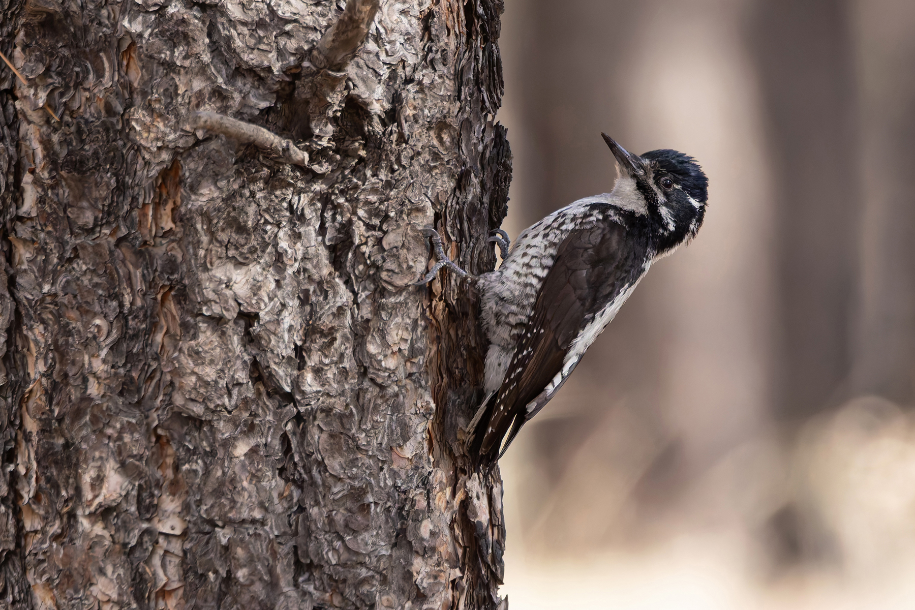 American Three-toed-Woodpecker (image by Mike Watson)