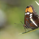 Arizona Glider (image by Sjoerd Radstaak)