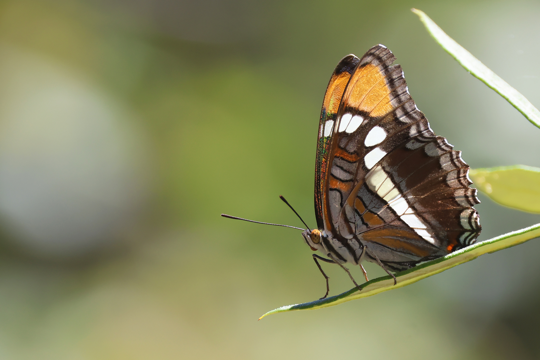 Arizona Glider (image by Sjoerd Radstaak)